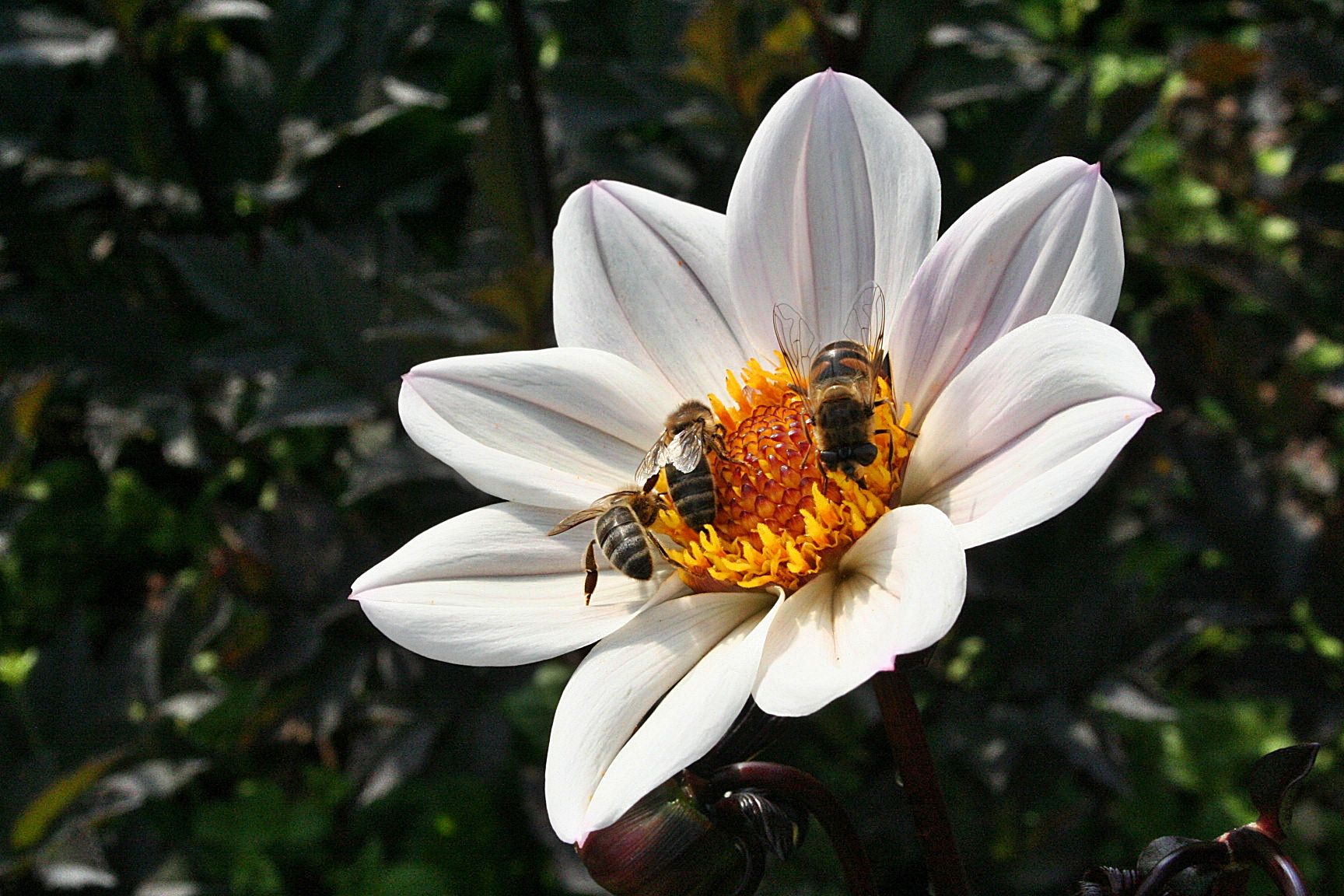 Dahlie weiss einfach mit Bienen