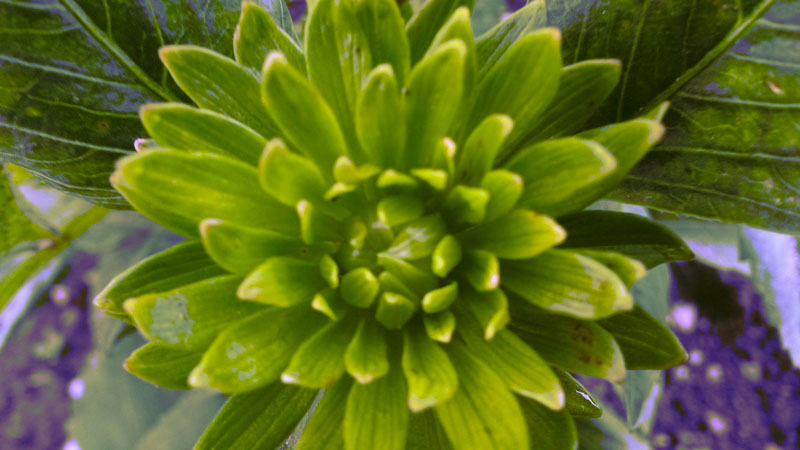 Grüne Dahlie 2