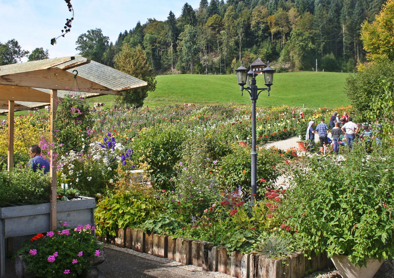 Teilansicht Dahlienschau 28
