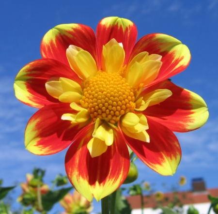 Dahlie Nr 190 Pooh